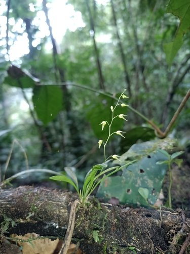 Specklinia picta, photograph 5