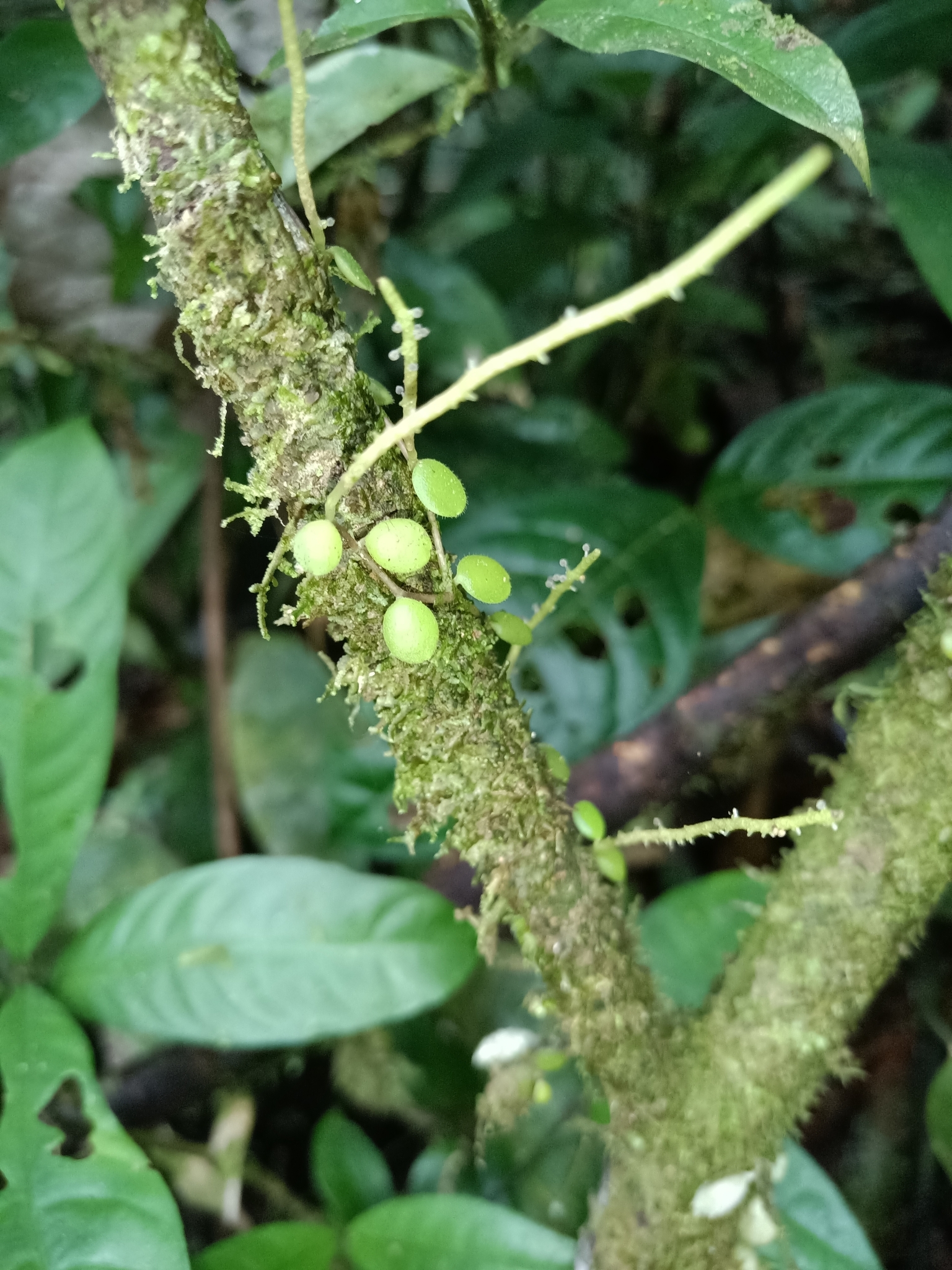 Imagem de Peperomia Hope