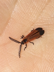 Cladophorus cinctus