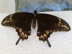 Papilio ornythion ornythion