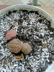 Lithops lesliei