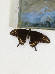 Papilio ornythion ornythion