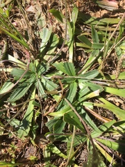 Plantago serraria