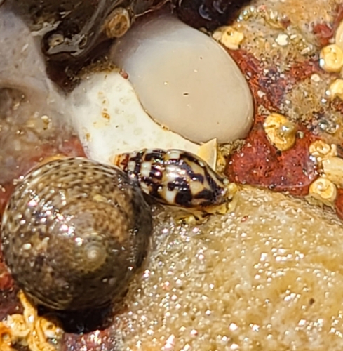 Parvanachis pygmaea