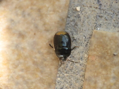 Legnotus limbosus