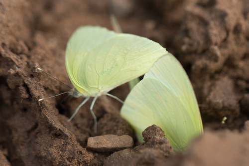 Wallace's Sulphur