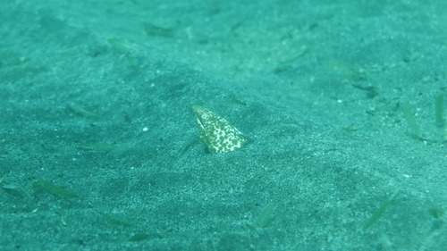 Guinean snake eel (Callechelys guineensis) — Ophichthidae