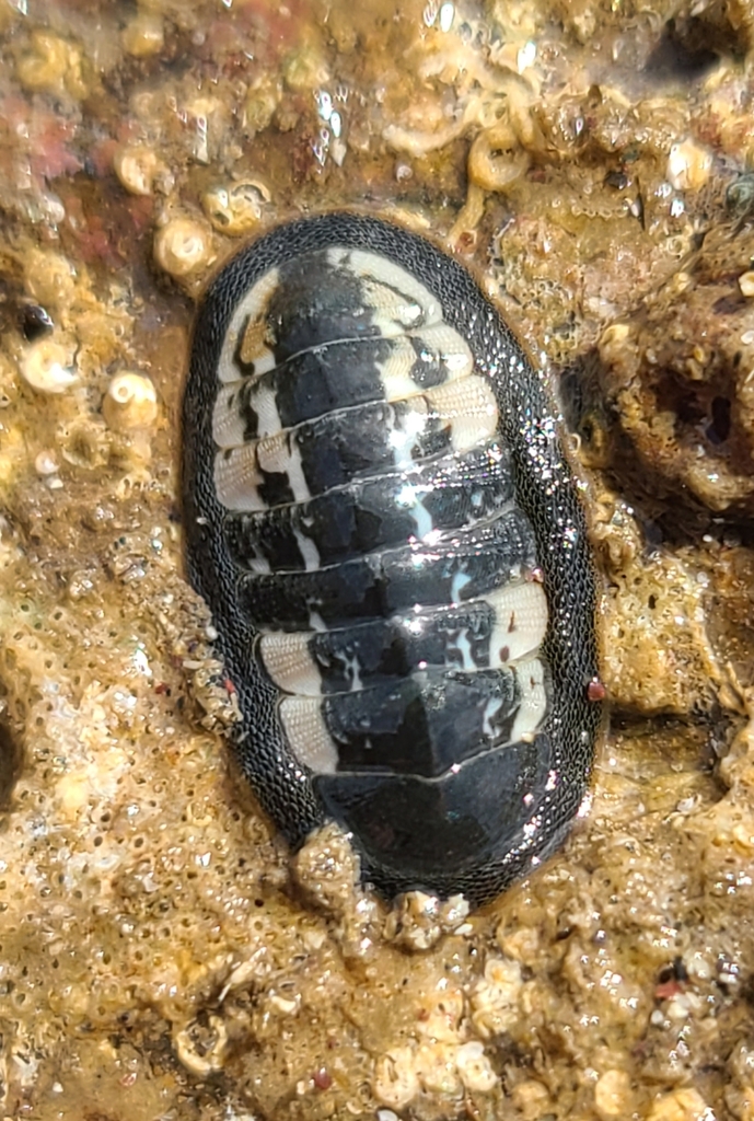 Ischnochiton muscarius