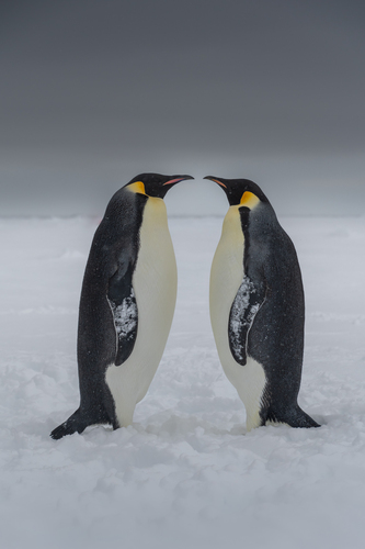 Penguin