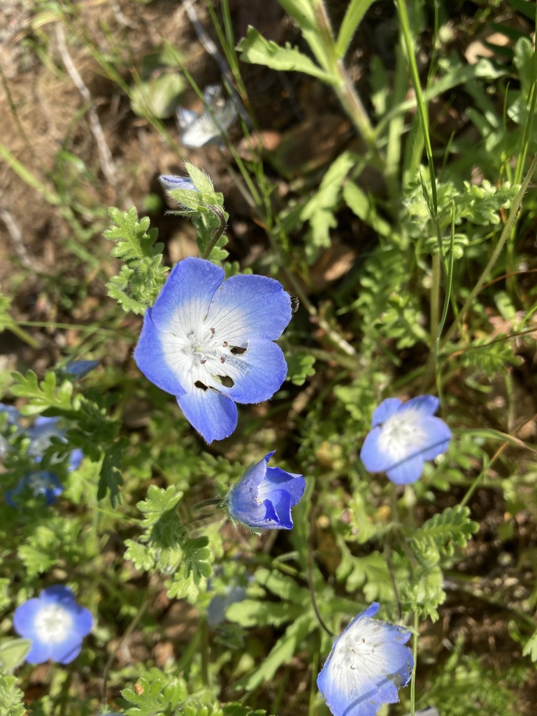 Menzies' baby blue eyes from San Francisco Bay Trail, Pinole, CA, US on ...