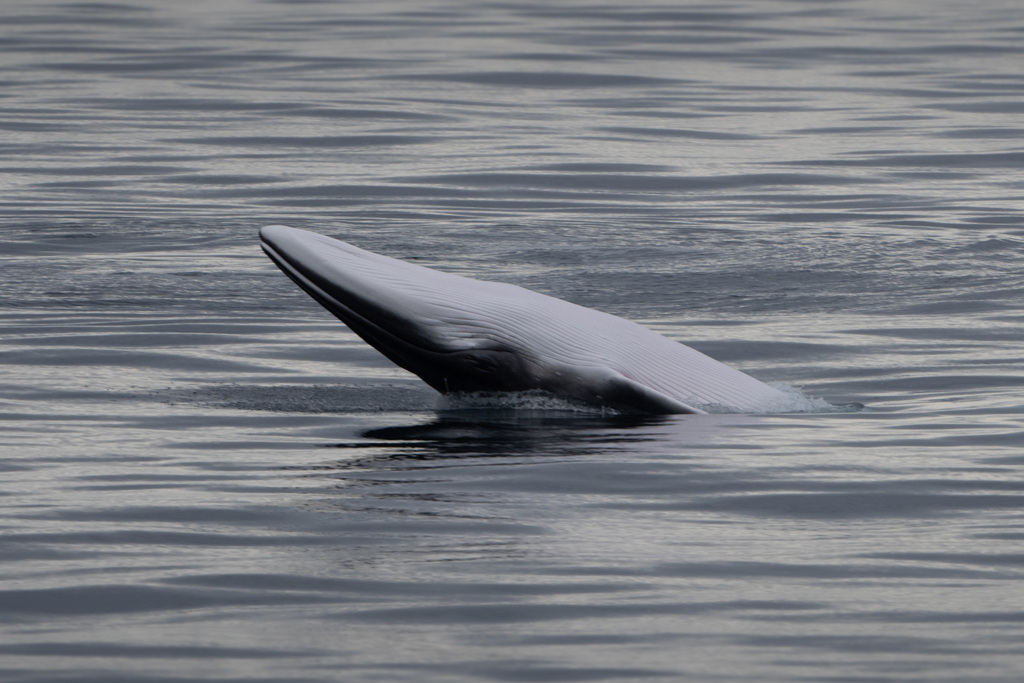 Antarctic minke whale rolling at the surface