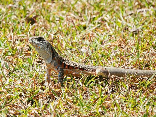 Ocellated Butterfly Lizard, Leiolepis ocellata
