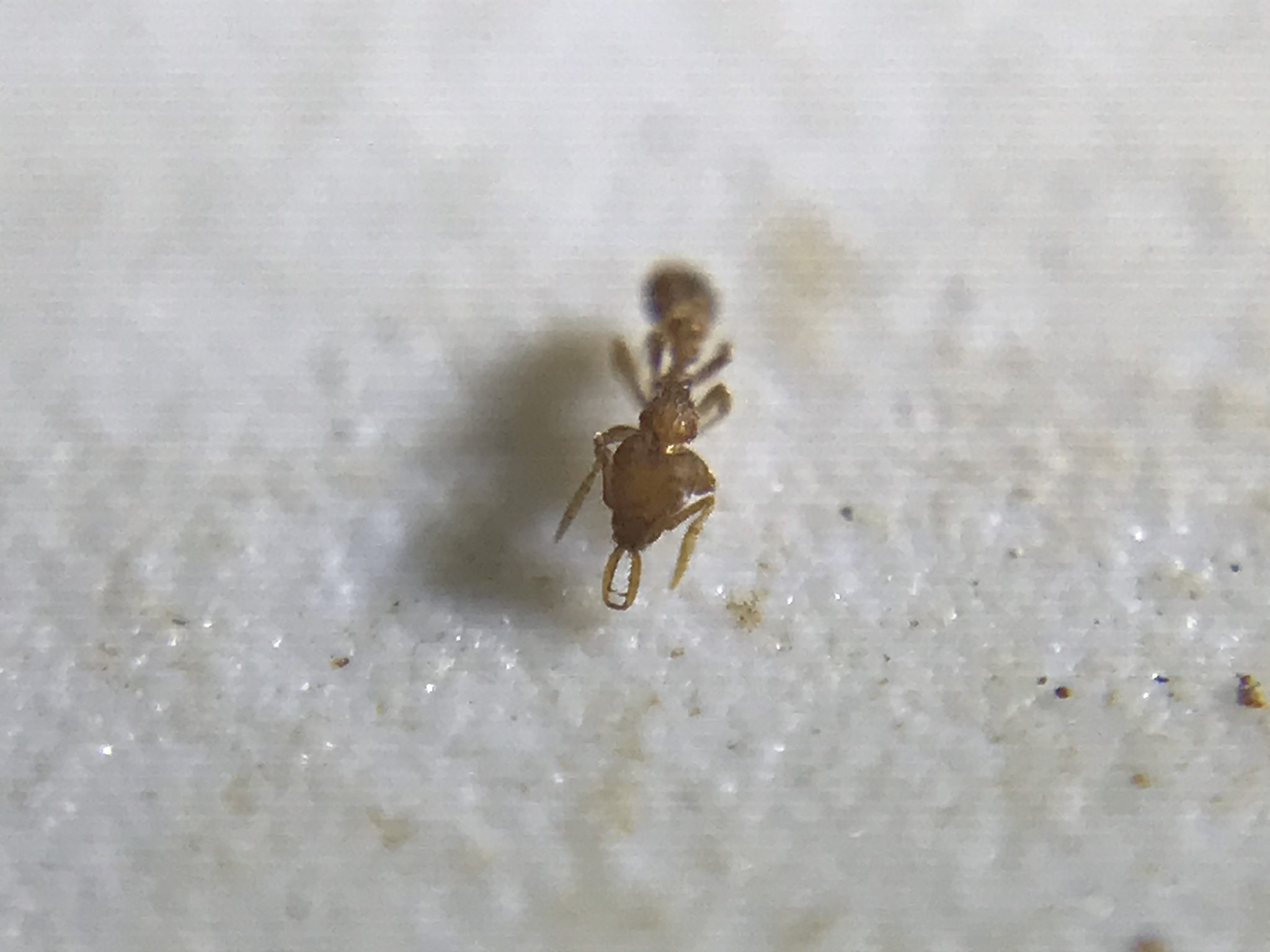 Strumigenys carinithorax