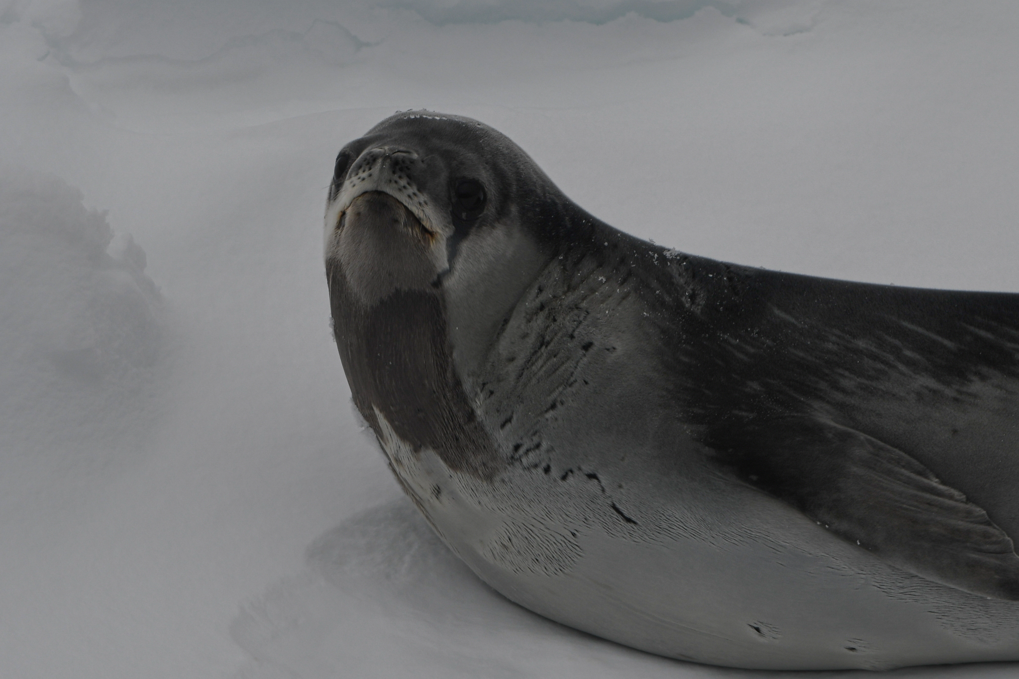 Ross seal