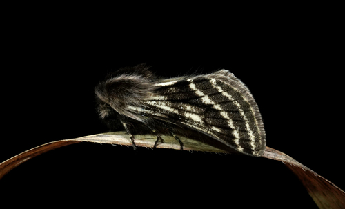 Belted Beauty Moth