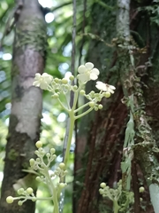 Mexican Snowball (Tontelea)