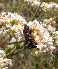 Apiomerus californicus