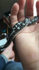 Eryx colubrinus loveridgei