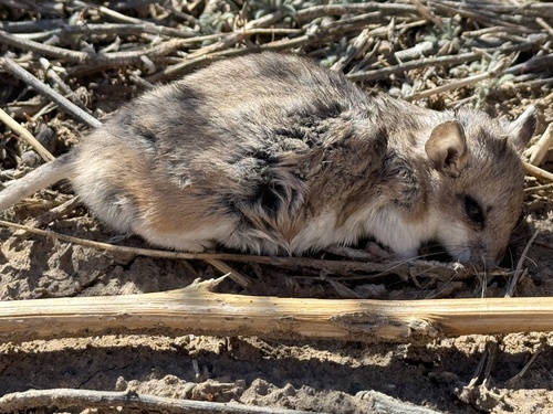 Northern Grasshopper Mouse
