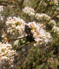 Apiomerus californicus