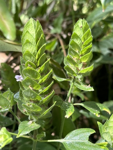 Browne's blechum (Ruellia blechum)