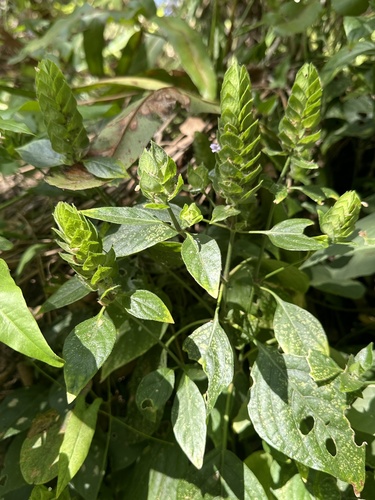 Anilillo negro (Ruellia blechum)