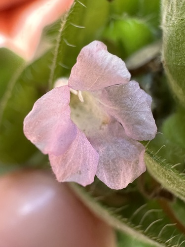 Anilillo negro (Ruellia blechum)