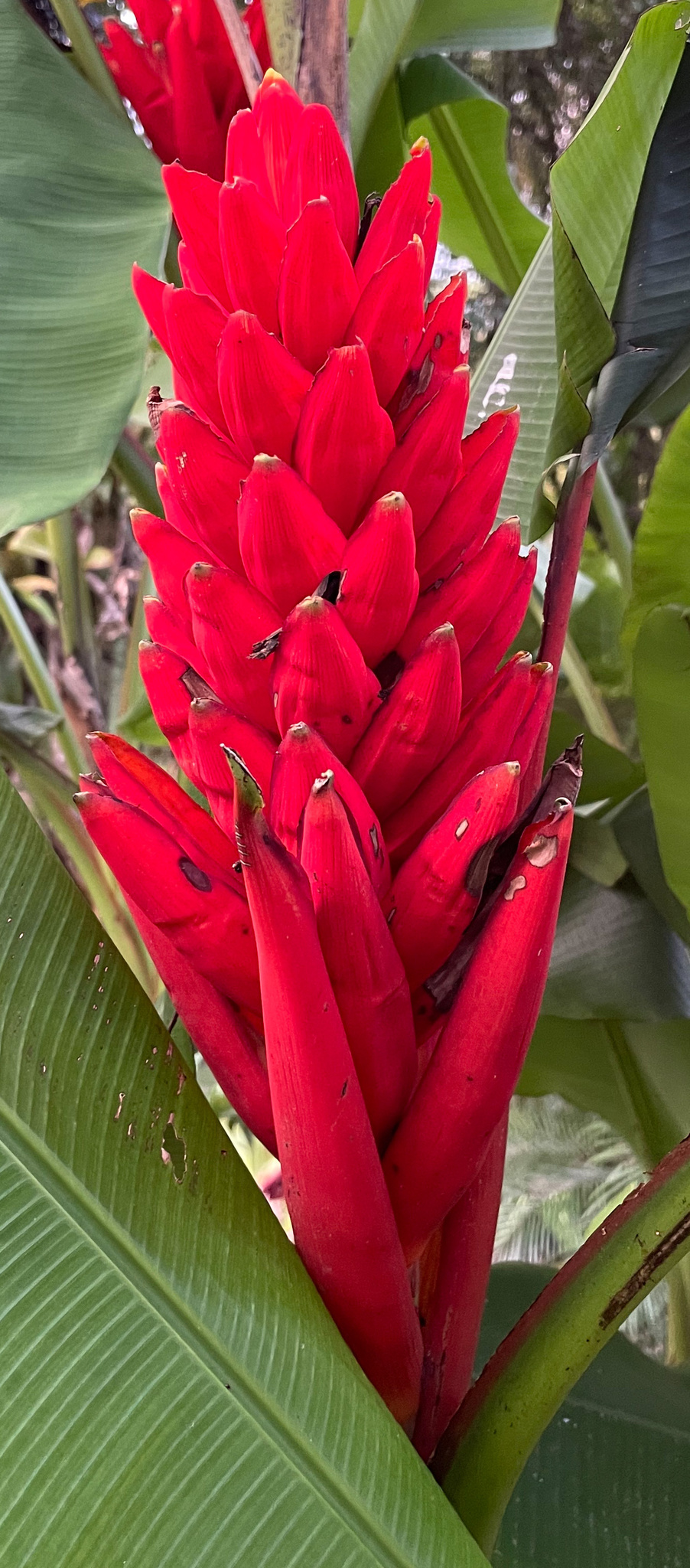 Imagem de Bananeira-vermelha