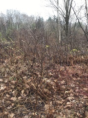 Amelanchier nantucketensis