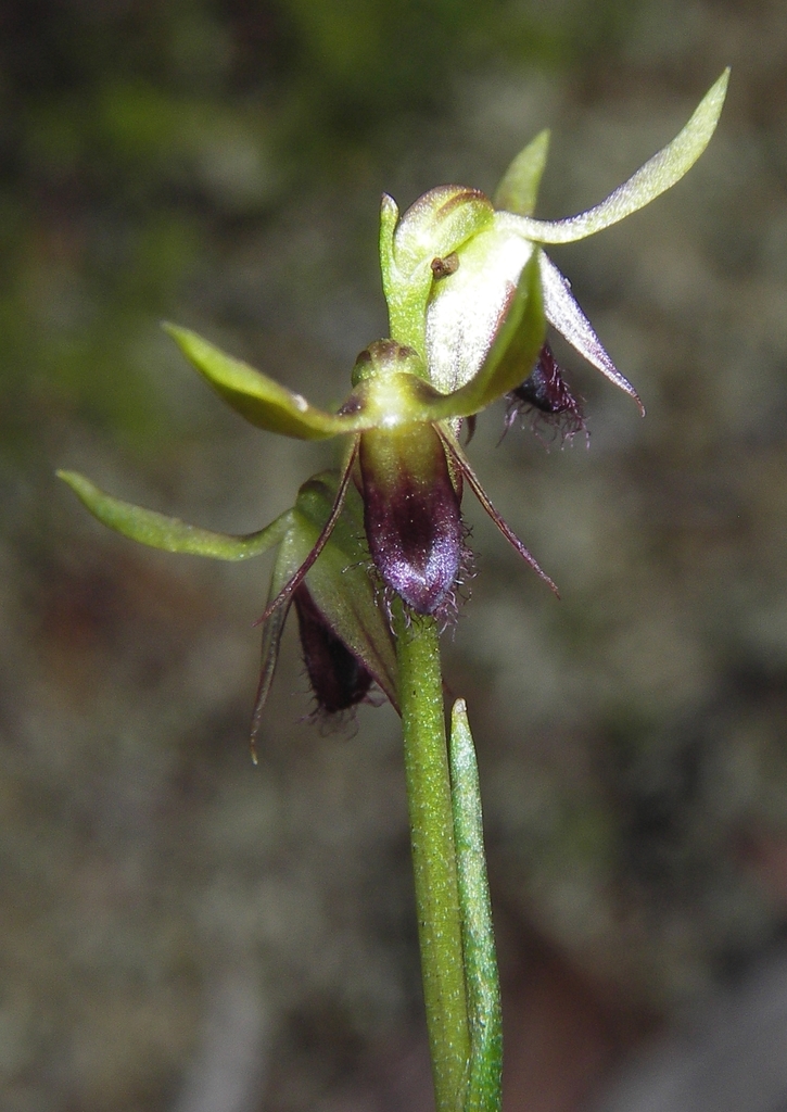 Genoplesium plumosum