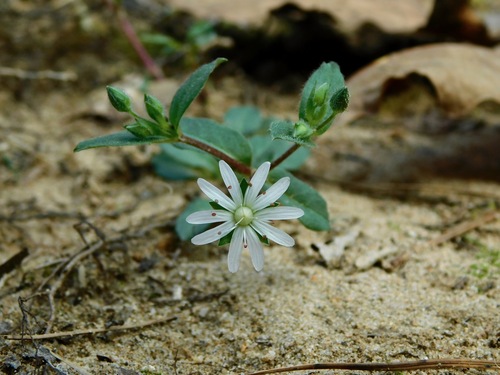 star chickweed
