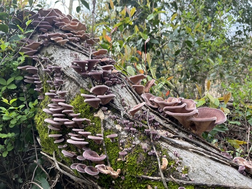 Hairy Oyster Mushroom