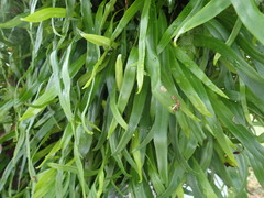 Pyrrosia longifolia