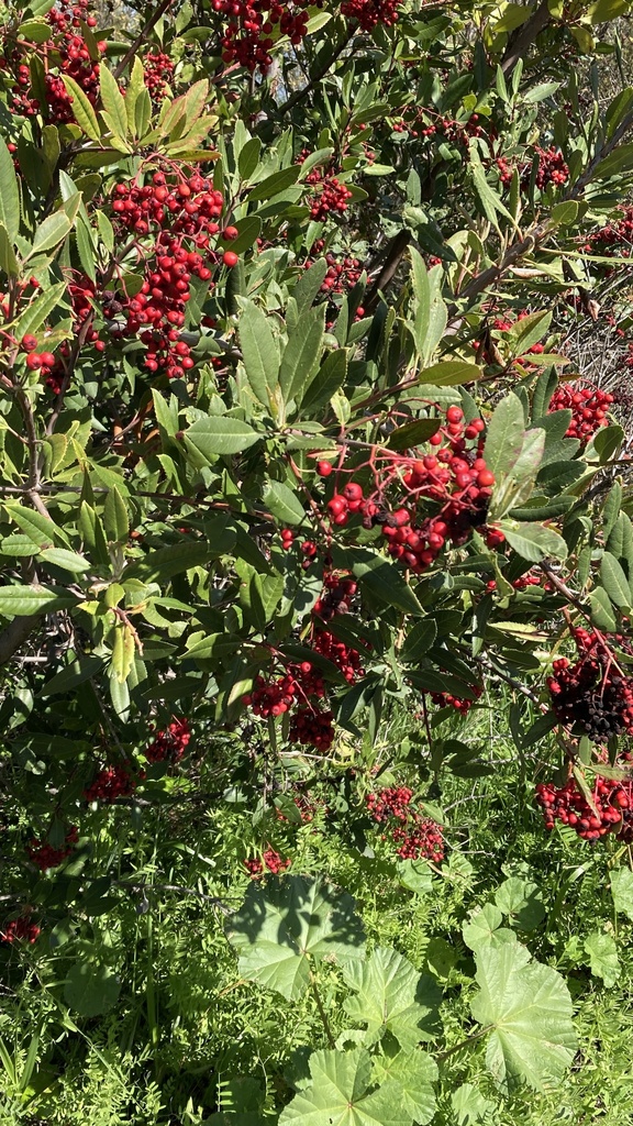 Toyon from San Francisco Bay Trail, San Pablo, CA, US on March 18, 2024 ...