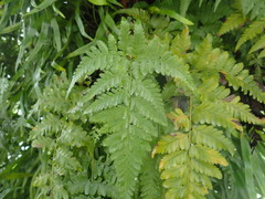 Davallia denticulata