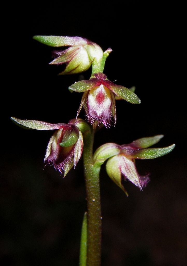 Genoplesium stephensonii