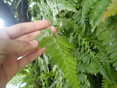 Davallia denticulata