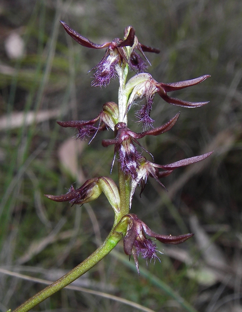 Genoplesium superbum