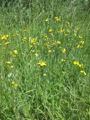 Pilosella caespitosa