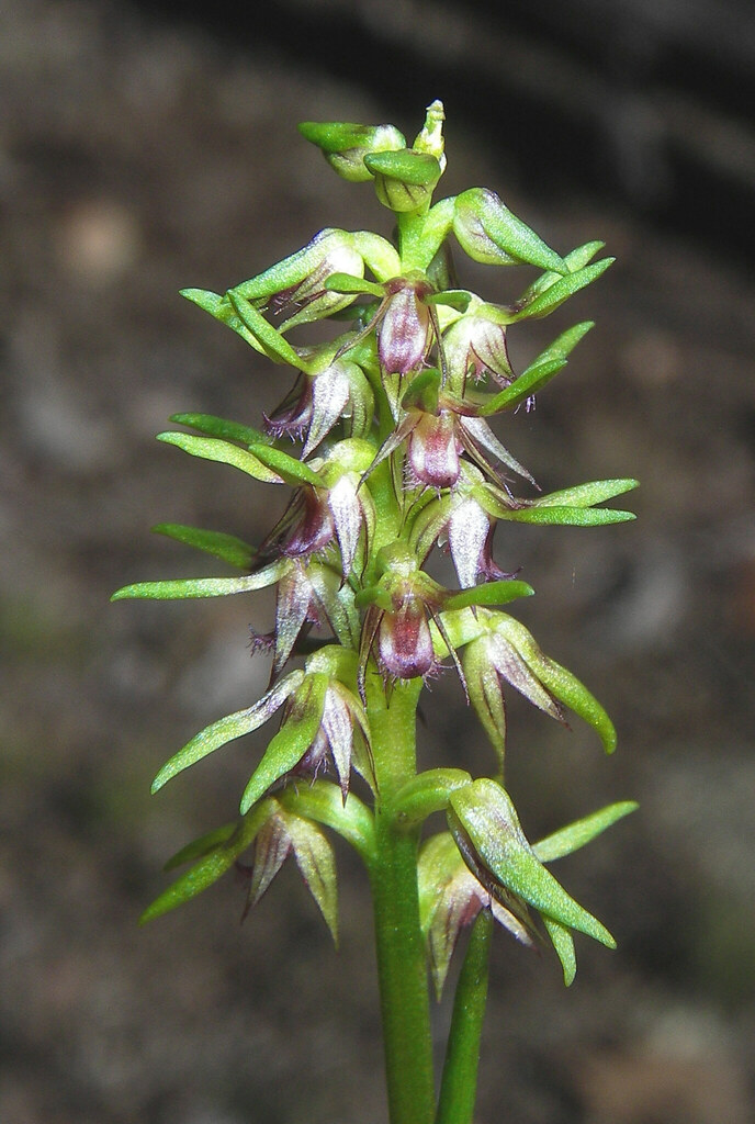 Genoplesium tenellum