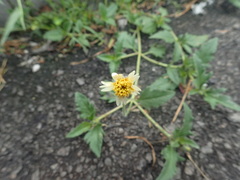 Tridax procumbens