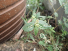 Euphorbia hirta