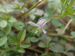 Cleome rutidosperma