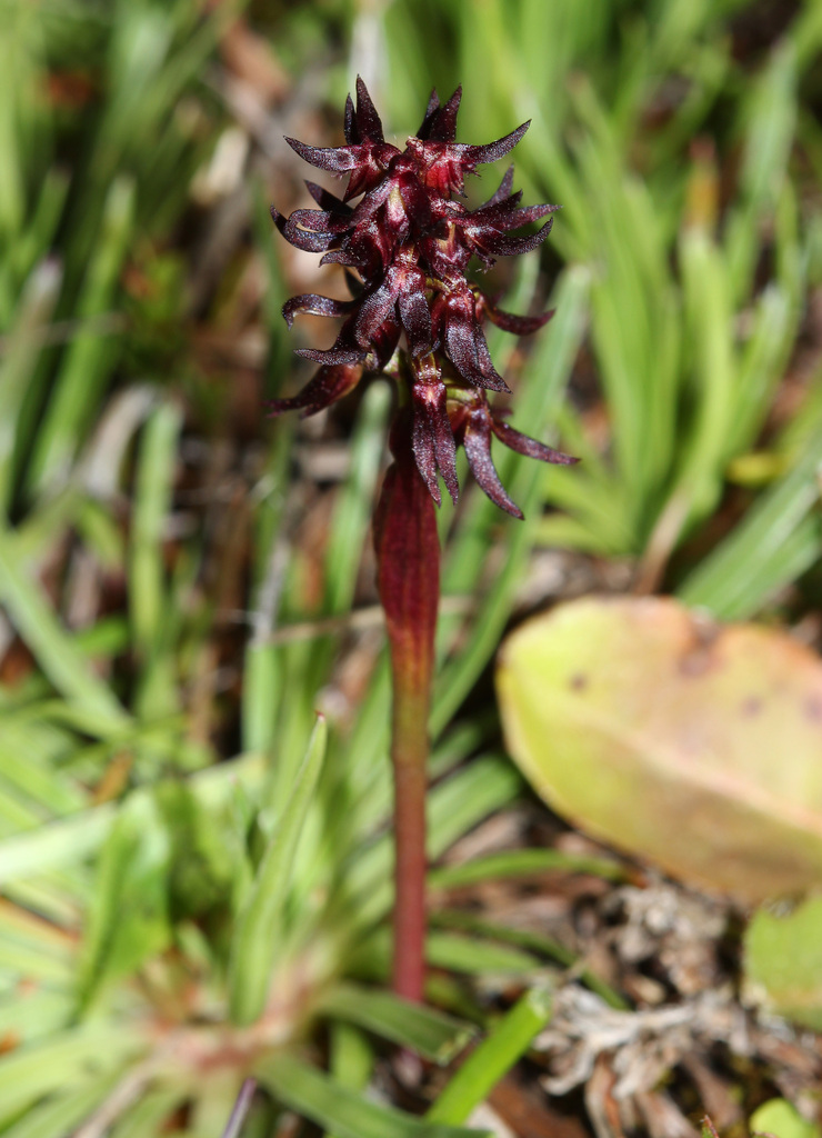 Genoplesium turfosum