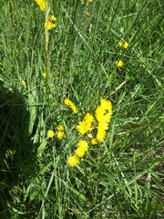 Pilosella caespitosa