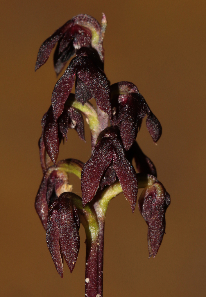 Genoplesium vernale