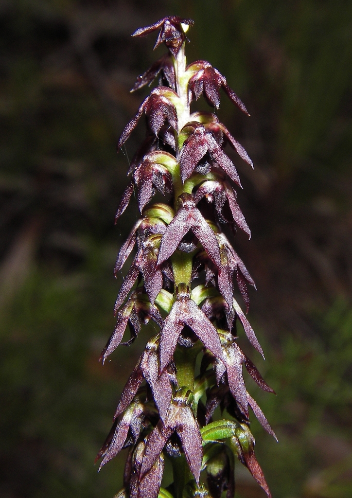 Genoplesium woollsii