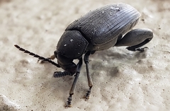 Pachymerus nucleorum