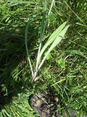 Pilosella caespitosa