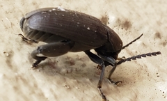 Pachymerus nucleorum